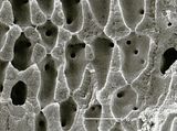 5 - Cellule con sinapsi primarie e secondarie